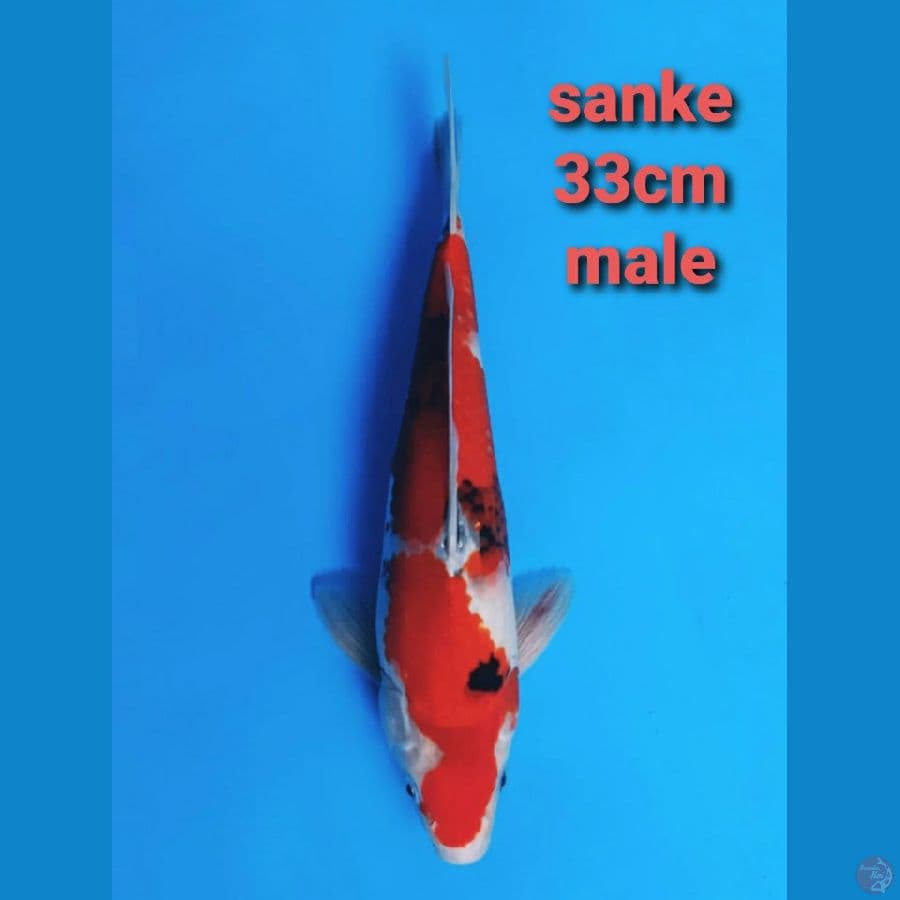 SANKE STRONG 33cm