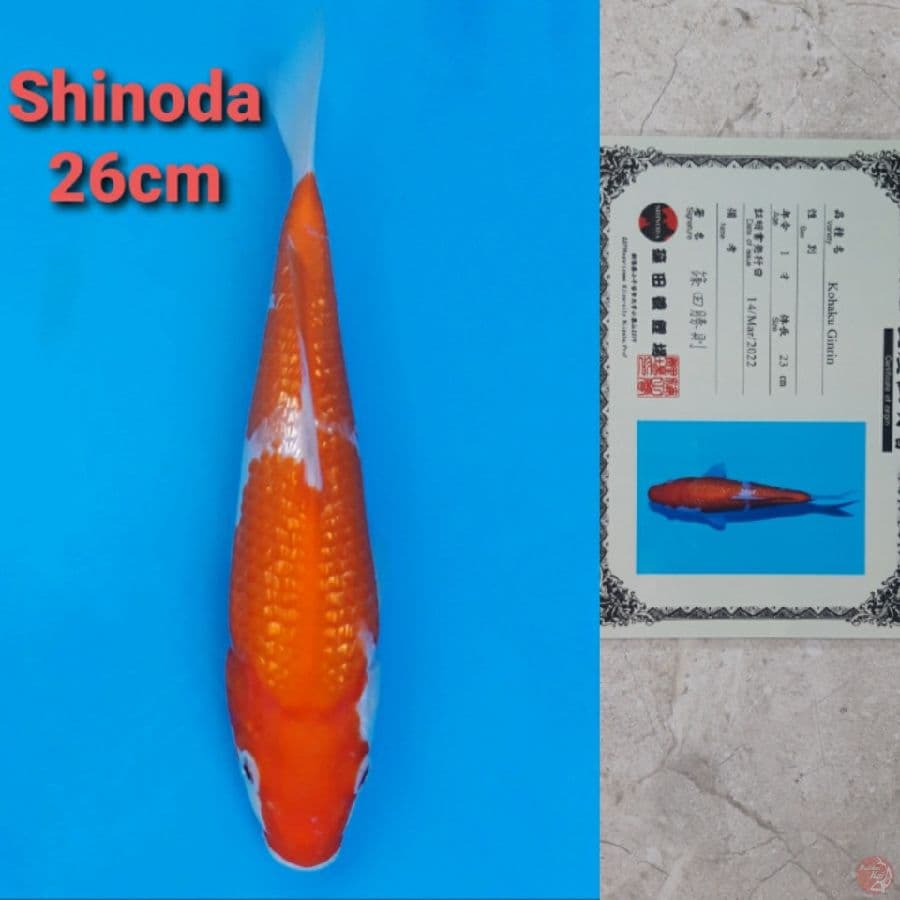 SHINODA KOHAKU GINRIN 26CM