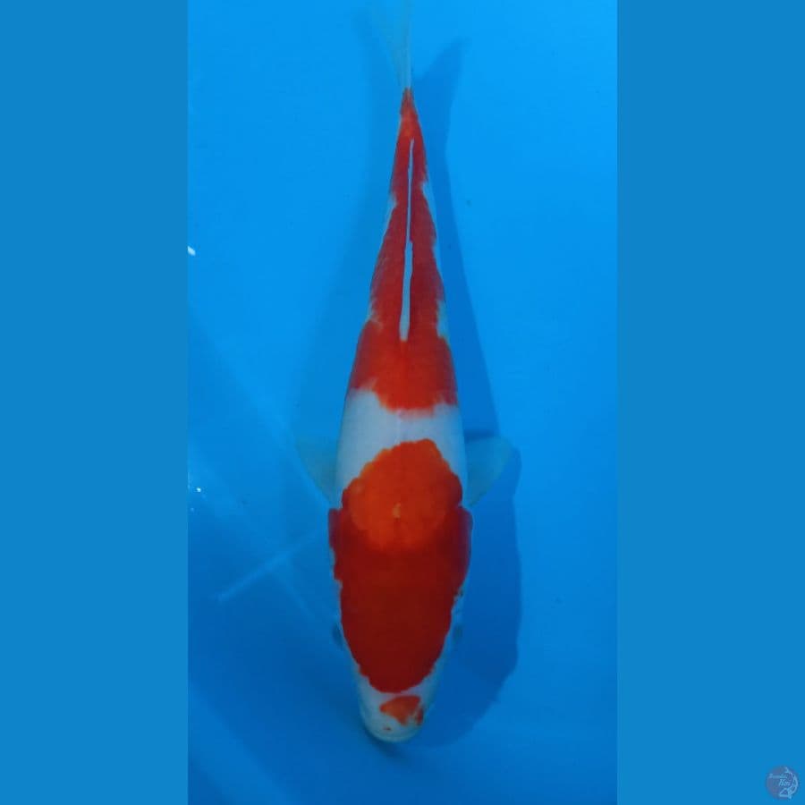 KOHAKU 34CM / MALE