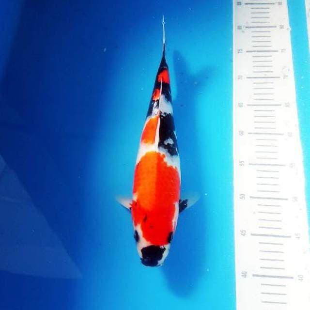 Showa quality 36cm