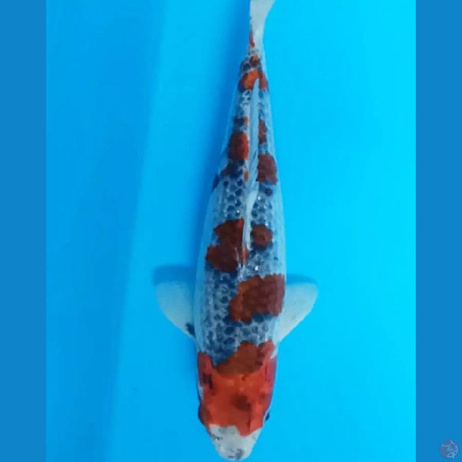 goshiki 31cm
