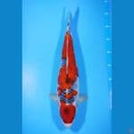 Ghoshiki Merah Strong 43cm Jantan