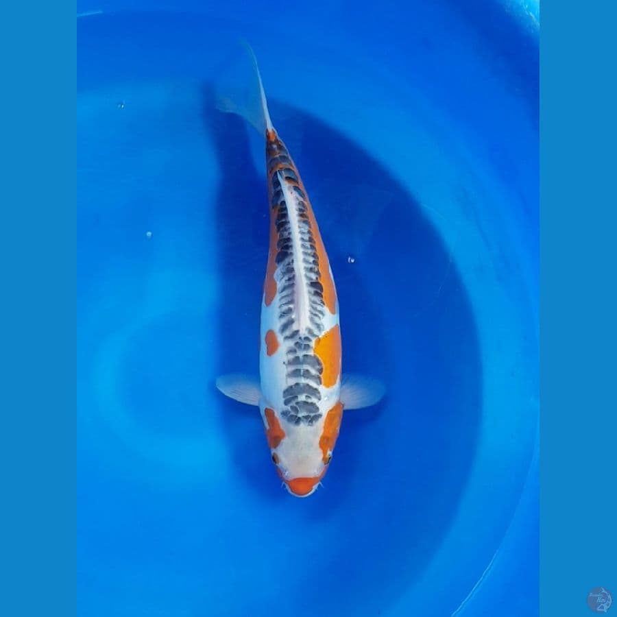 SHUSUI 44 cm