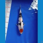 (NEW)Tancho Showa sz 27cm