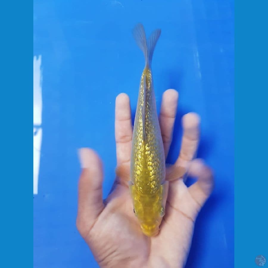 KARASHI 19 cm