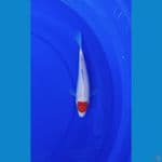Tancho Kohaku sz 24cm