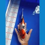 (NEW)Showa 2 Step sz 27cm