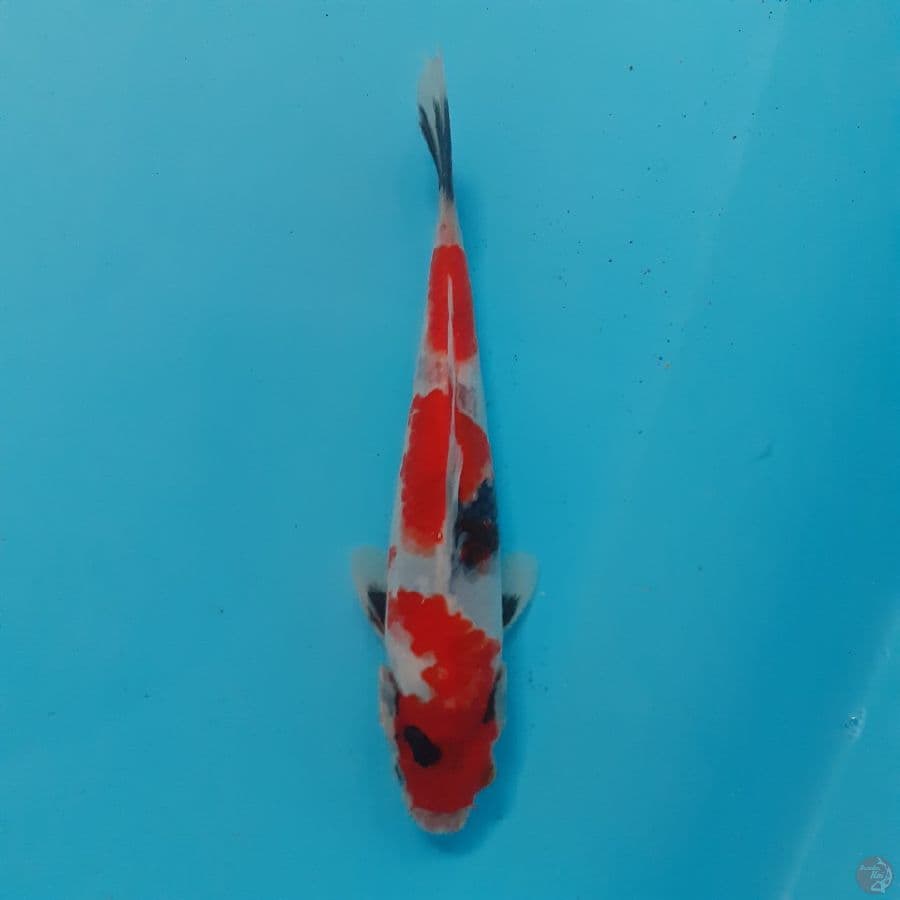 *SHOWA//20 CM*
