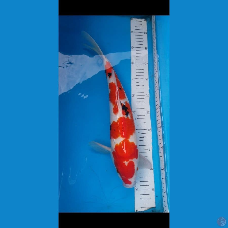 sanke Jantan 43cm