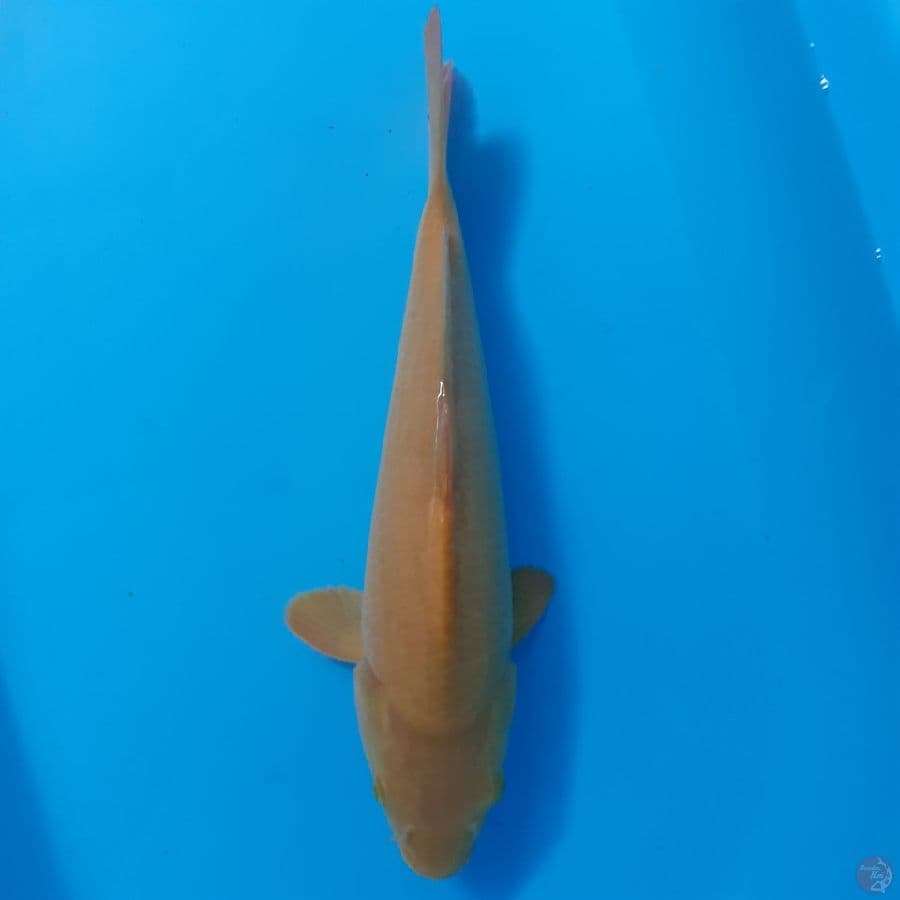 *MIDORI//ML/34 CM*