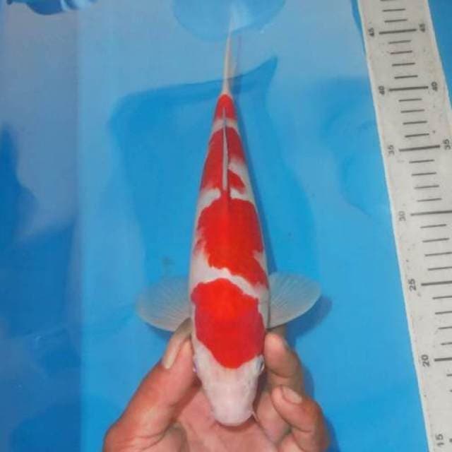 SHIMA KOHAKU YONDAN 4STEP