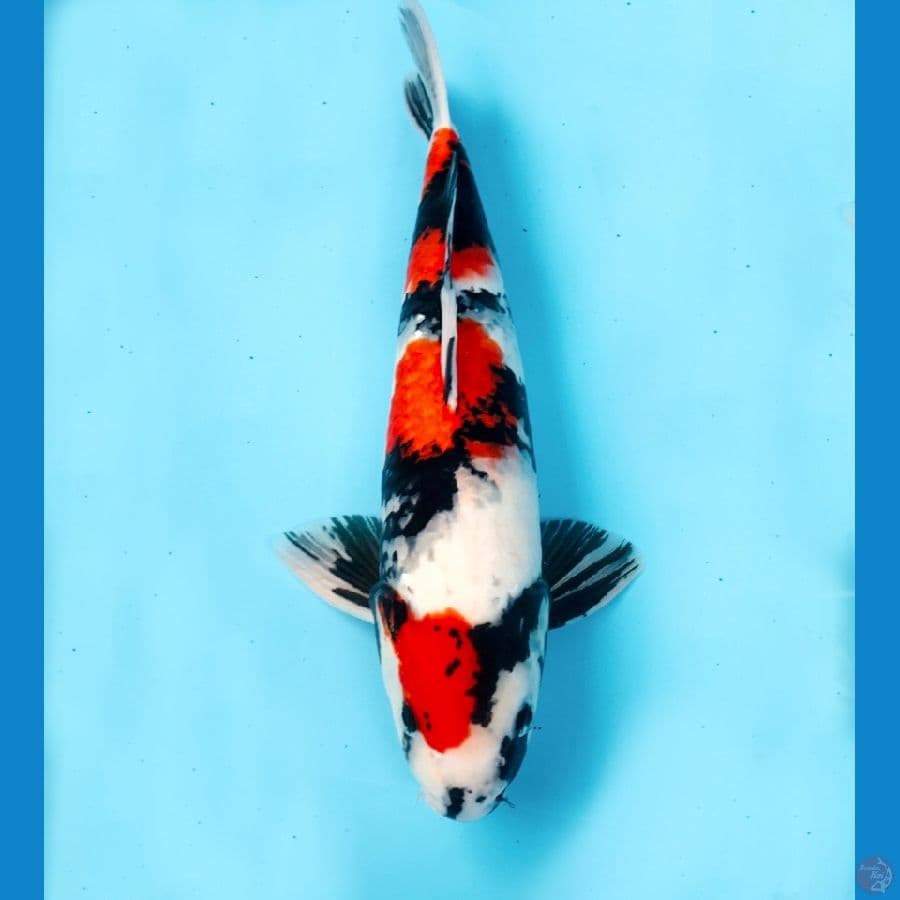 showa, male 45 cm
