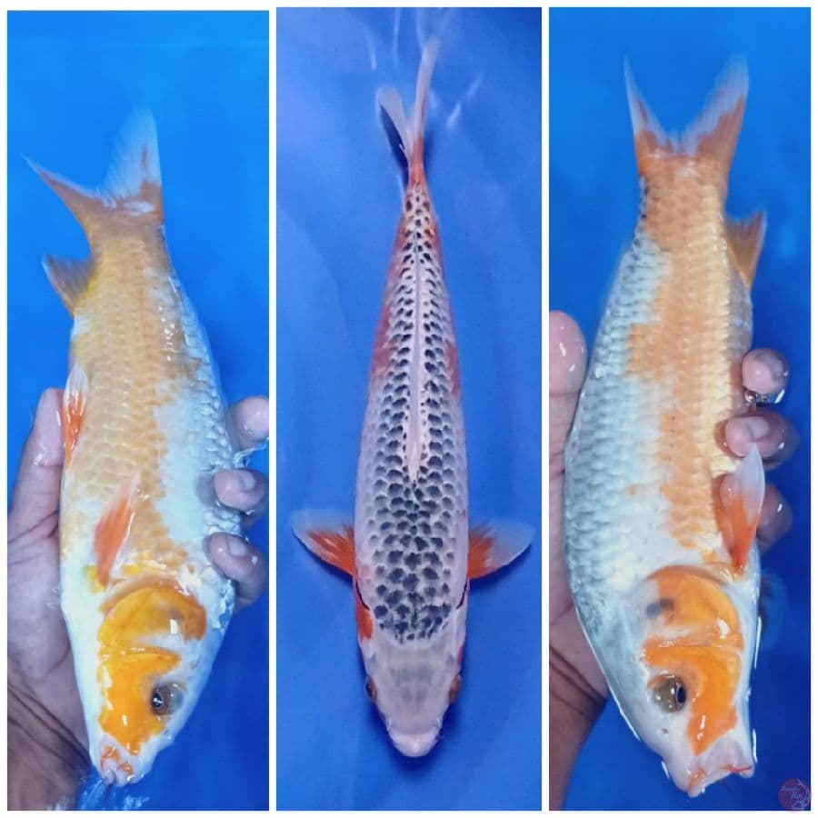 asagi 30 cm