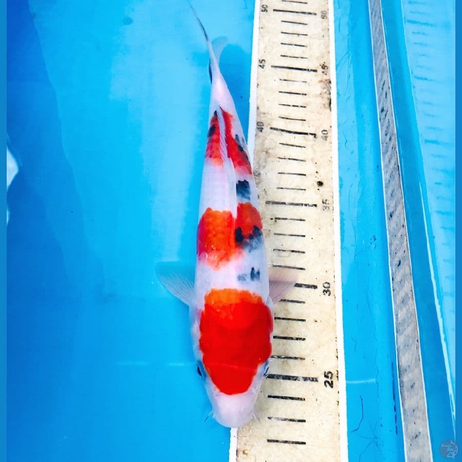 sanke, 25 cm
