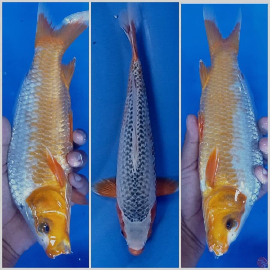 asgi 30 cm 
