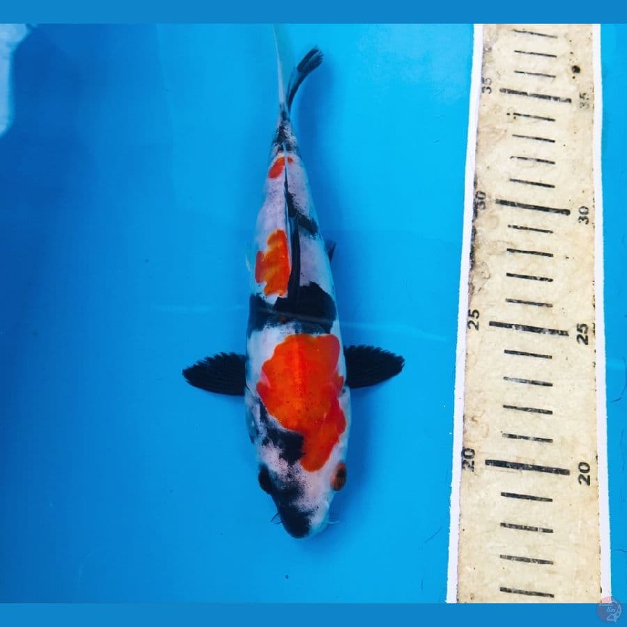 doitsu showa, 18 cm