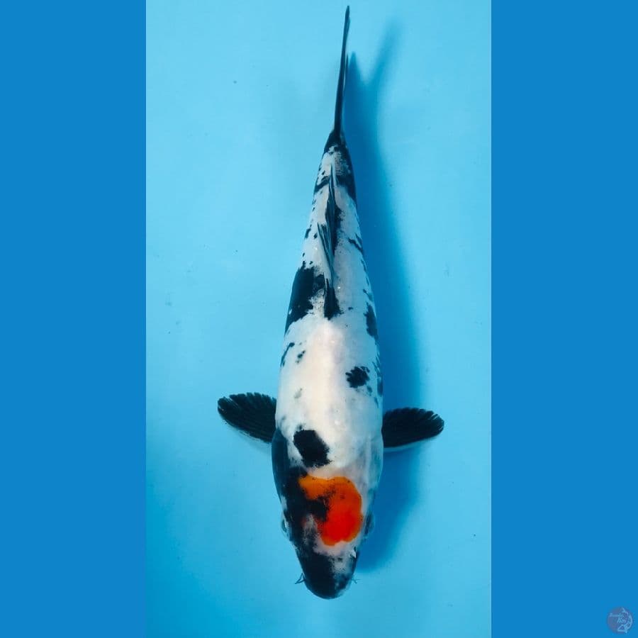 tancho showa doitsu, 21 cm