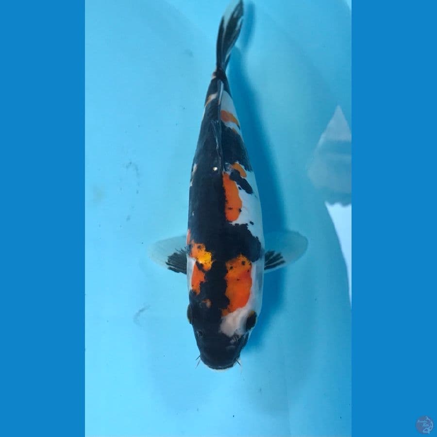 showa doitsu, 21 cm