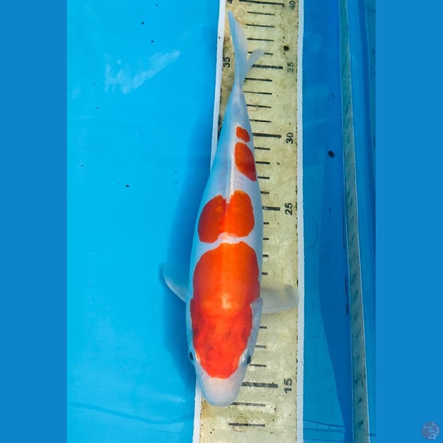 kohaku doitsu, 22 cm