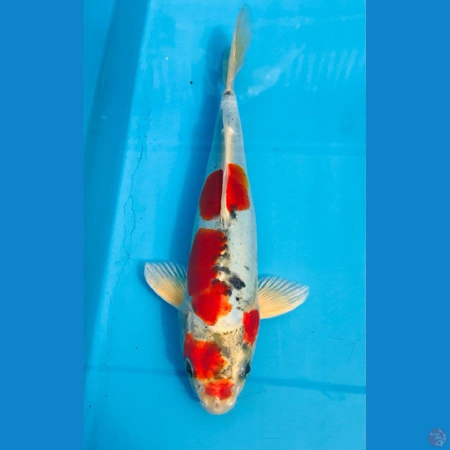 beni kiko, 22 cm