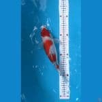 35cm BU
