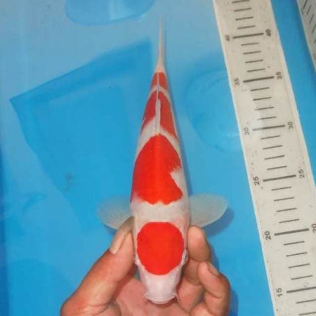 KOHAKU 4 STEP