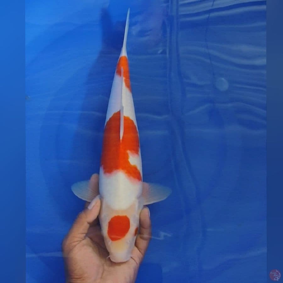 MARUTEN KOHAKU 36CM