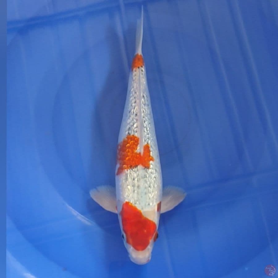 GOSIKI GINDRIN 31CM