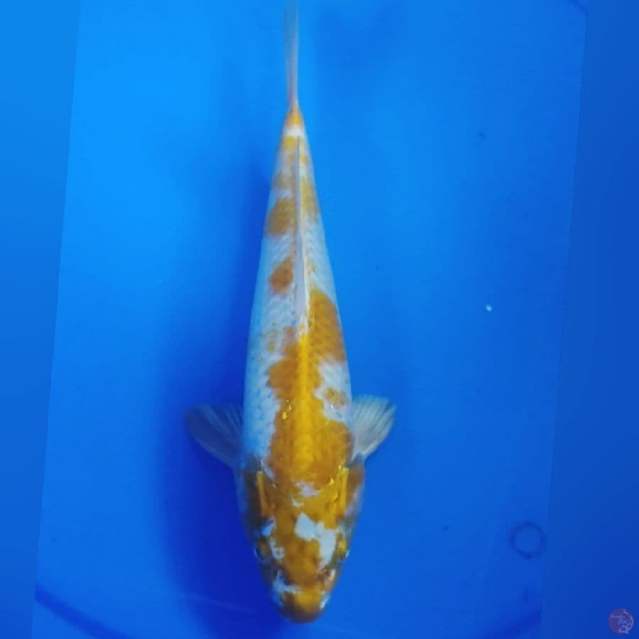 HARIWAKE M30