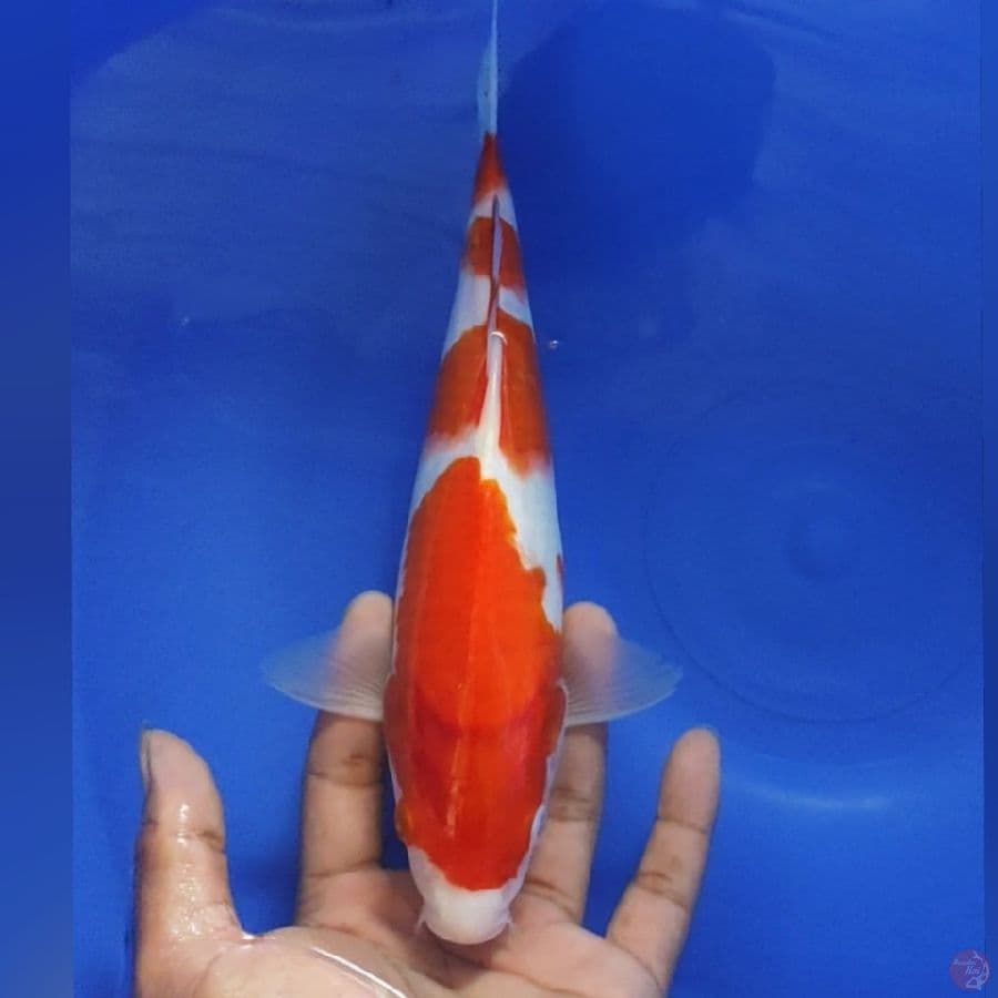 KOHAKU DOOD PATREEN 28CM