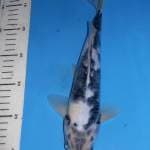 SHIRO ISTIMEWA, panjang 30 cm