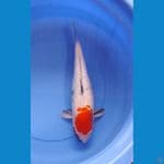 Ginrin 45cm