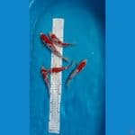 Kohaku Doitsu 16-22Cm