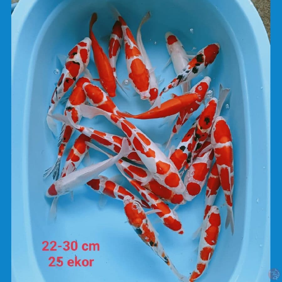 GOSANKE DOIT & SISIK SQ | 22-30cm 25 ekor | uncheck