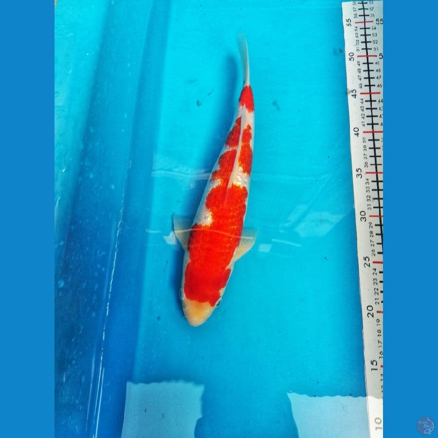 kohaku