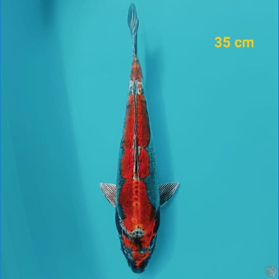 KIKOKURYU | 35 CM | Female |