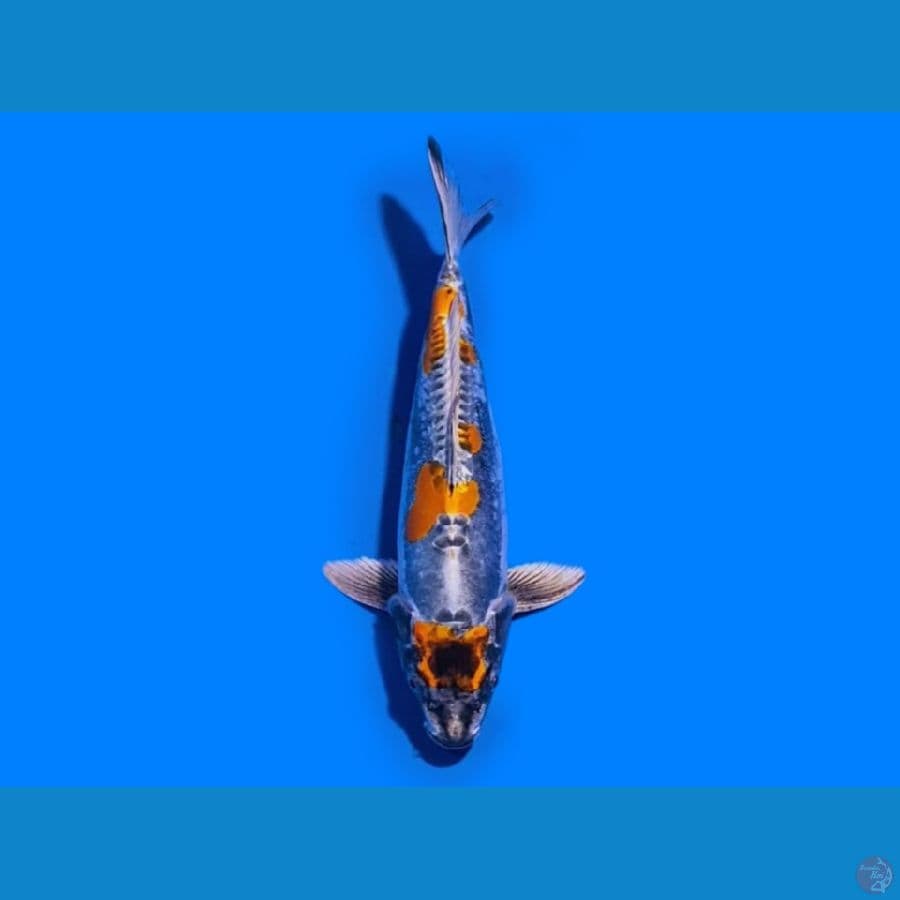 Benikiko