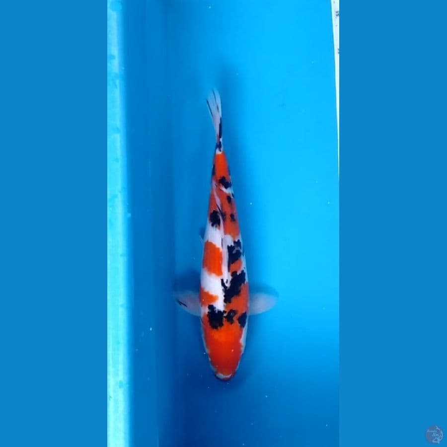 Kuchibeni Sanke 35cm (F)
