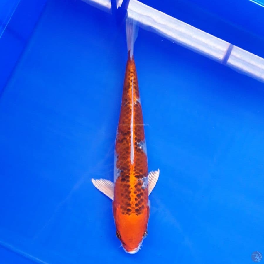 Kujaku 29cm