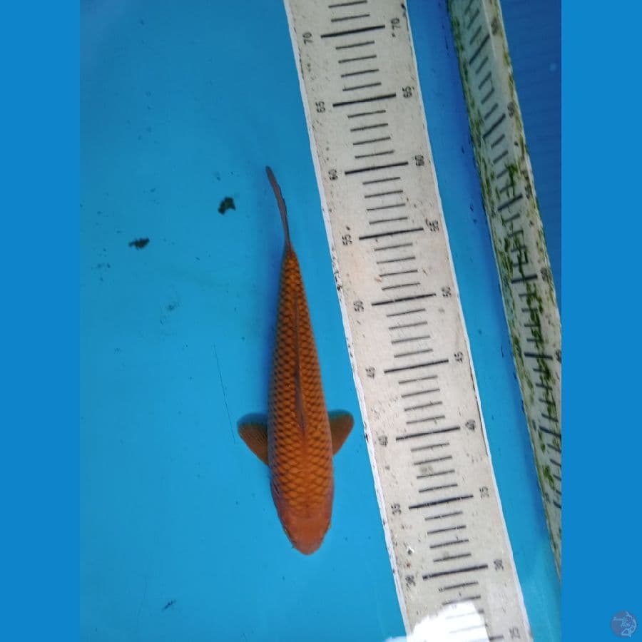 chagoi tembaga ring rapi 25 cm