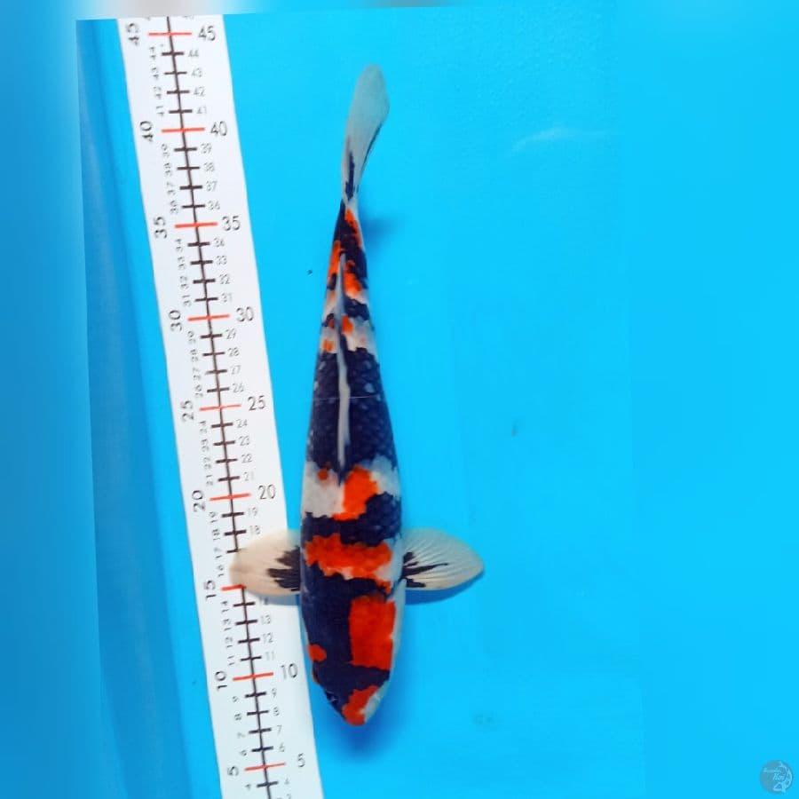 showa 34 cm