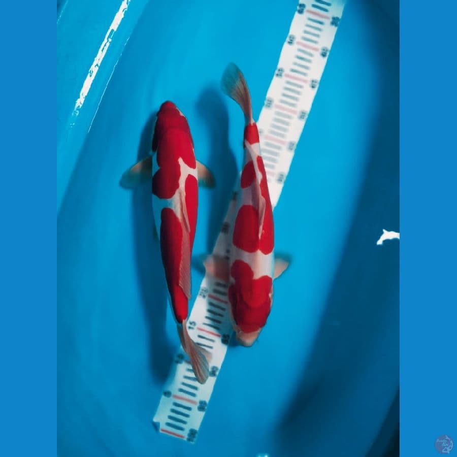 kohaku sanke 37 & 38
