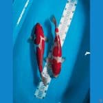 kohaku sanke 37 & 38