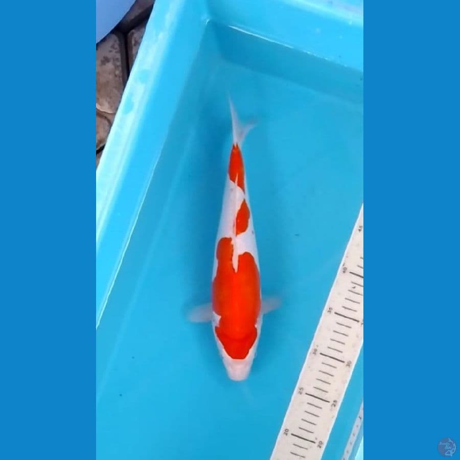 Kikushui Original 31cm (F)