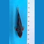 Shusui Antik 35cm