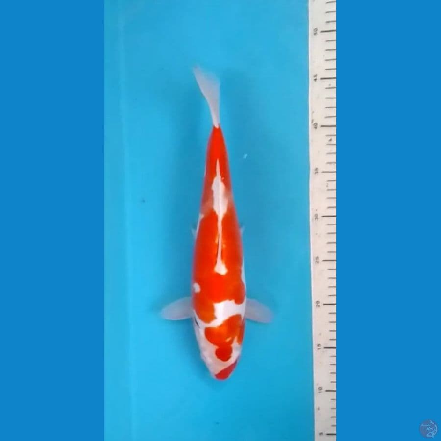 Kikushui 34cm (F)
