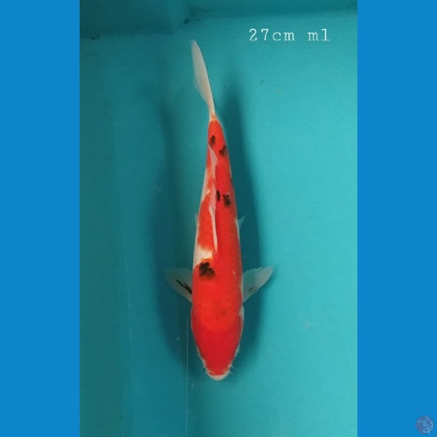 Sanke 27cm/ml