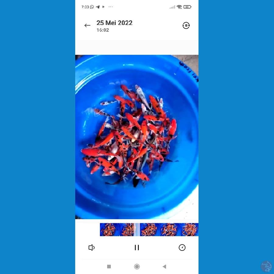 paket mik 10-16 cm 60 ekor