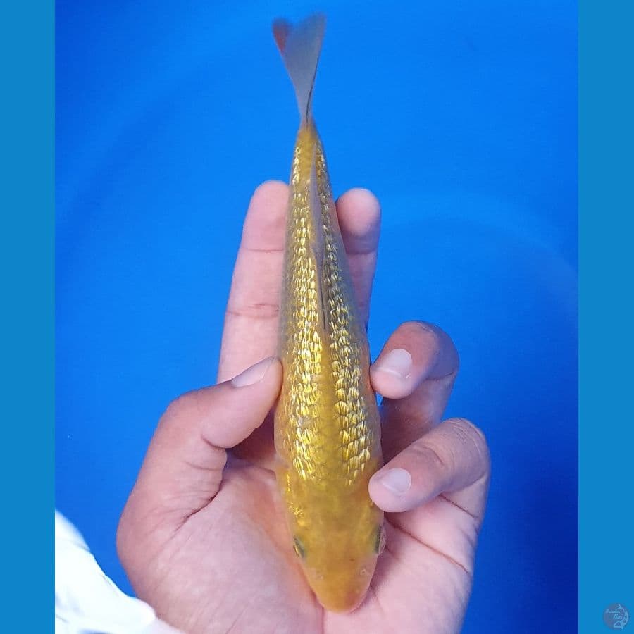 Golden Karamel 19cm