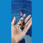 showa 16cm